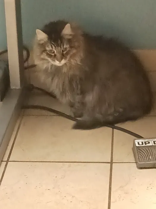 Banfield Pet Hospital Picture 8