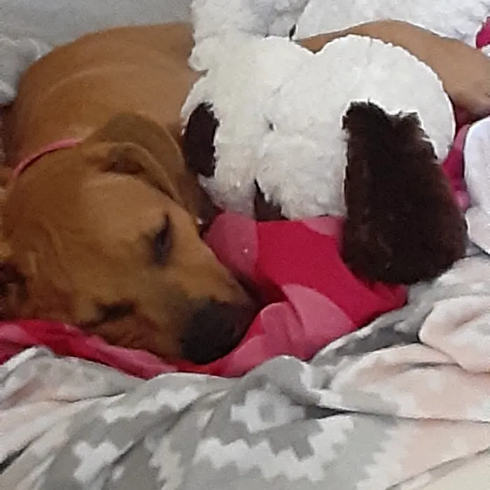 Banfield Pet Hospital Picture 7
