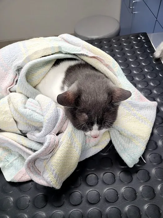 Dixie Veterinary Clinic Picture 5