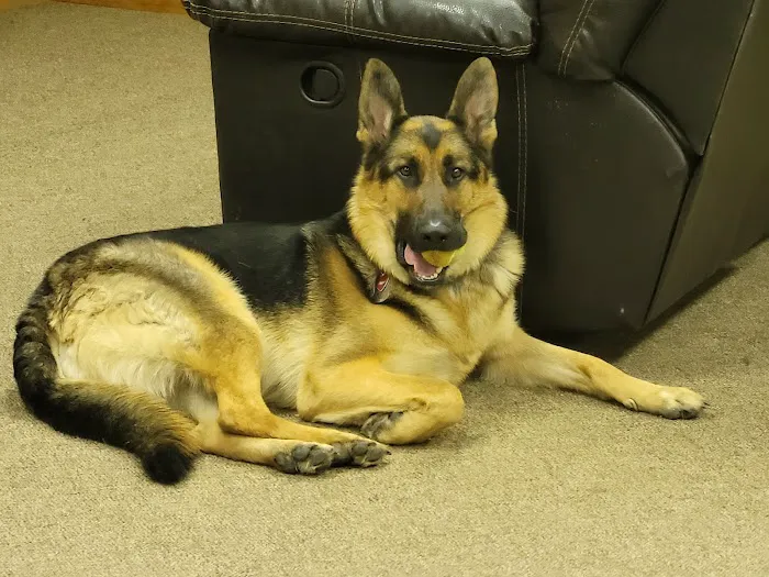 Dixie Veterinary Clinic Picture 4