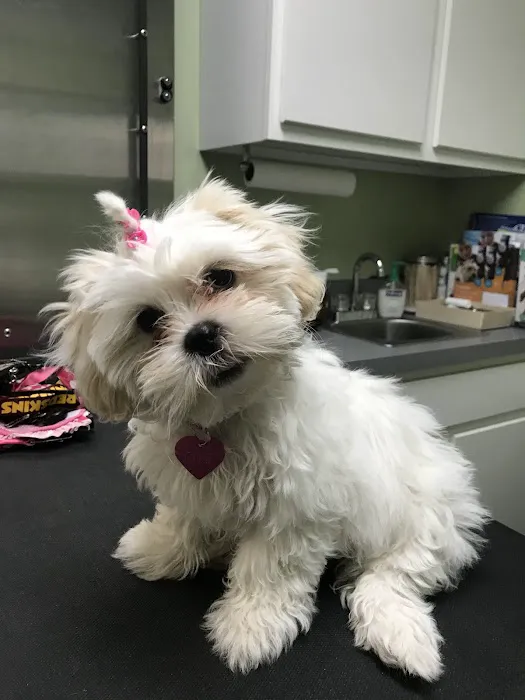 Dixie Veterinary Clinic Picture 7