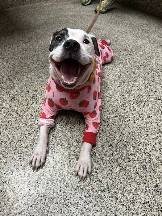 Northridge Animal Clinic Picture 2