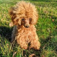 Animal Eye Institute of Dayton ico