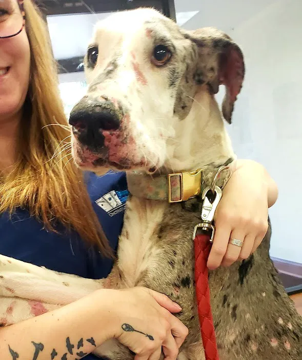 Animal Eye Institute of Dayton Picture 4