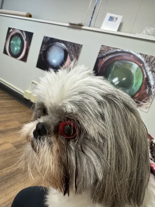 Animal Eye Institute of Dayton Picture 5