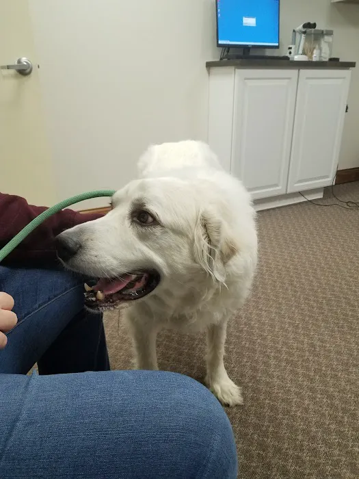 Animal Eye Institute of Dayton Picture 9