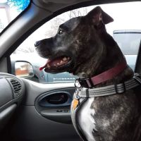 Irwin Animal Hospital ico