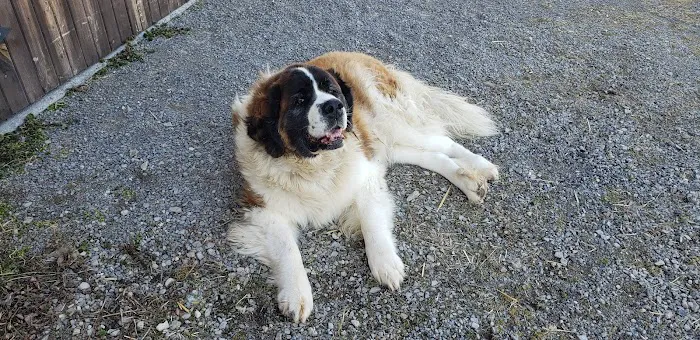 Irwin Animal Hospital Picture 7