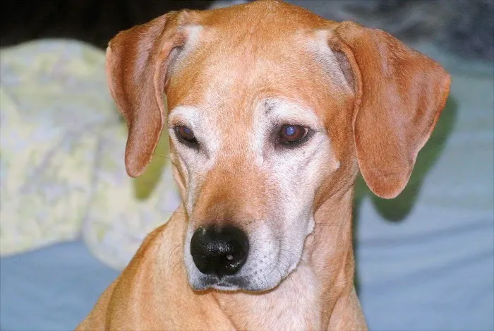 Irwin Animal Hospital Picture 4