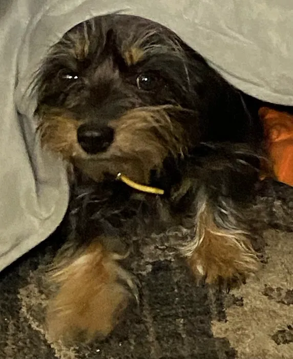 Irwin Animal Hospital Picture 10