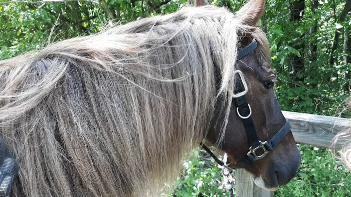 Woodland View Equine Services Inc Picture 1