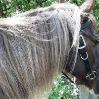 Woodland View Equine Services Inc ico