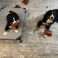 Beechmont Pet Hospital ico