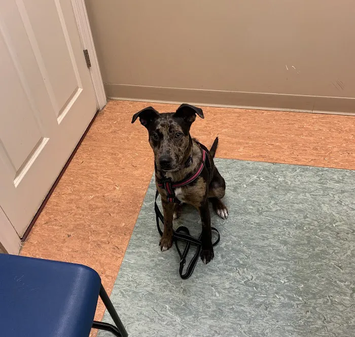 Beechmont Pet Hospital Picture 10