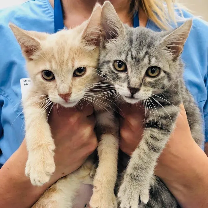 Montgomery Animal Hospital Picture 1