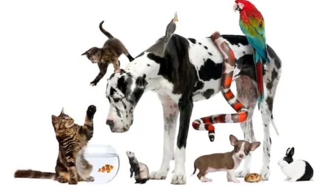 Montgomery Animal Hospital Picture 2