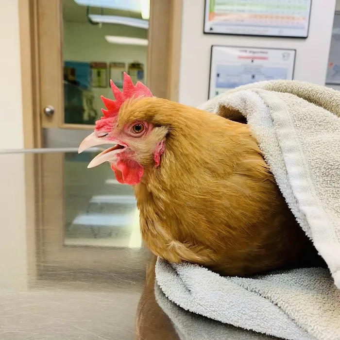 Montgomery Animal Hospital Picture 7