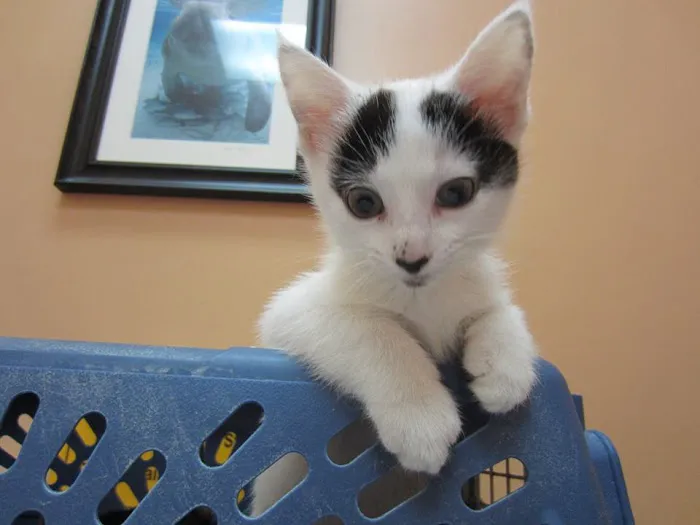 Jaax Veterinary Hospital Picture 9