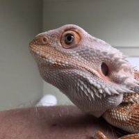 Cincinnati Animal Medical Center ico