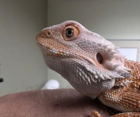 Cincinnati Animal Medical Center