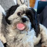 Middletown Animal Hospital