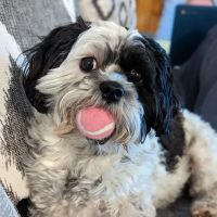 Middletown Animal Hospital ico