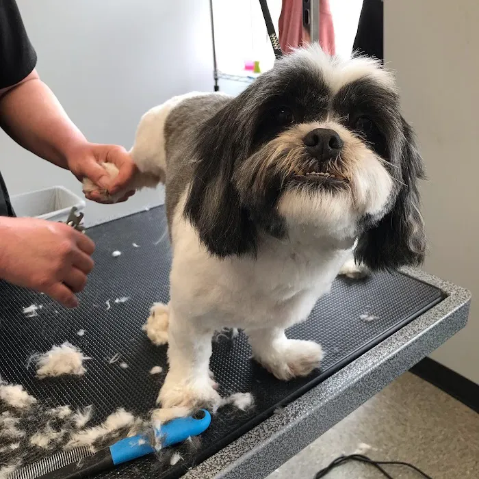 Independence Pet Hospital Picture 3