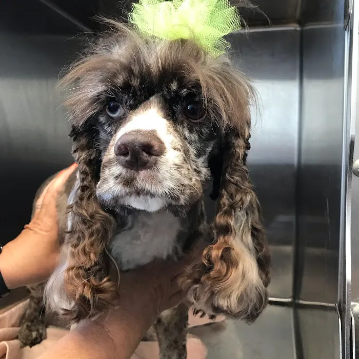 Independence Pet Hospital Picture 8