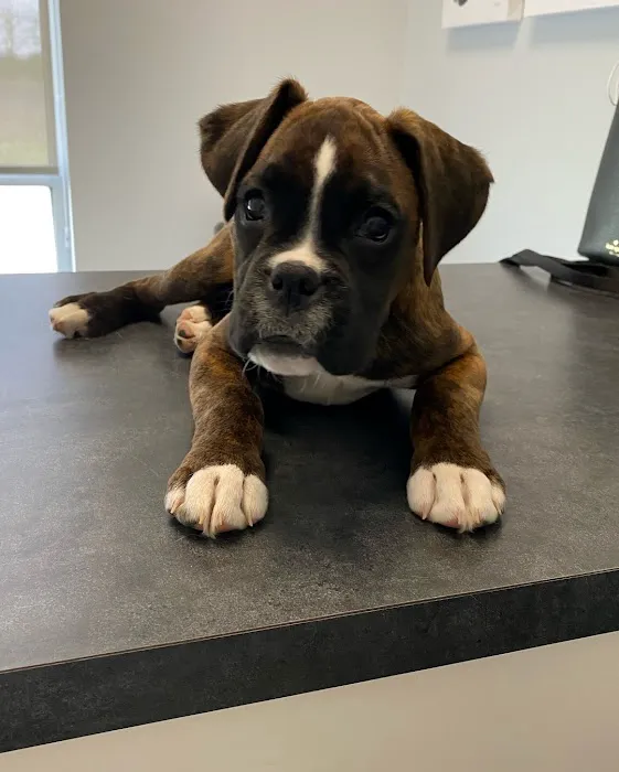 Independence Pet Hospital Picture 9