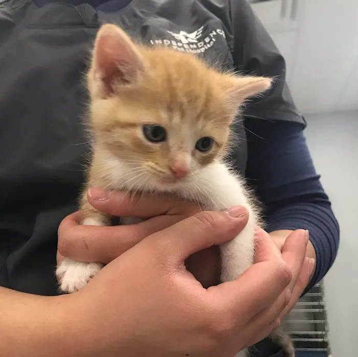 Independence Pet Hospital Picture 10