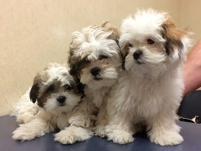 Monroe Family Pet Hospital Picture 10