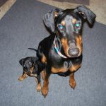 Western Hills Veterinary Clinic