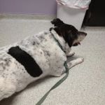 Trenton Animal Hospital