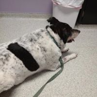 Trenton Animal Hospital ico