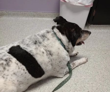 Trenton Animal Hospital