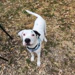 Germantown Animal Health Center