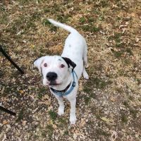 Germantown Animal Health Center ico