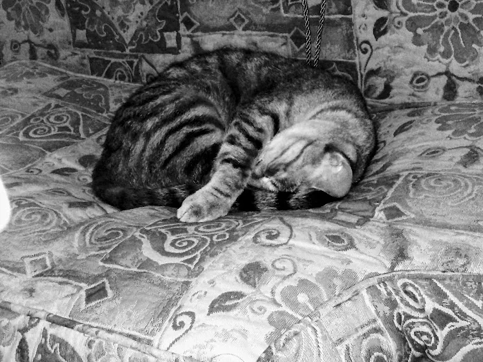 Germantown Animal Health Center Picture 10