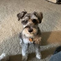 Oakwood Veterinary Clinic ico