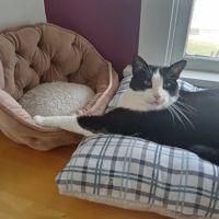 All Pets Animal Hospital ico