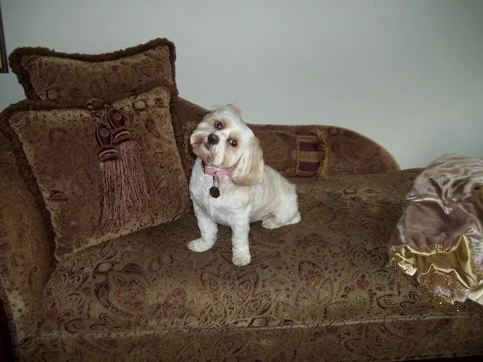 All Pets Animal Hospital Picture 3