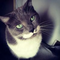 Alamo Heights Pet Clinic ico
