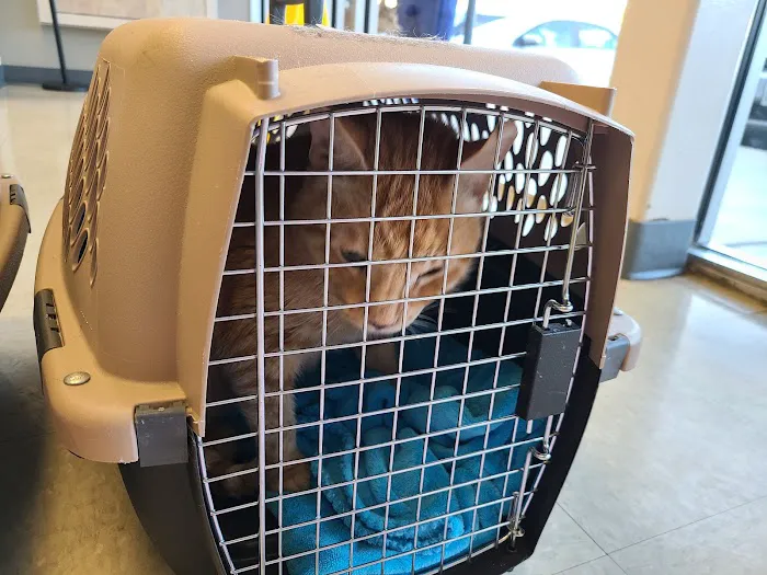 Alamo Heights Pet Clinic Picture 4