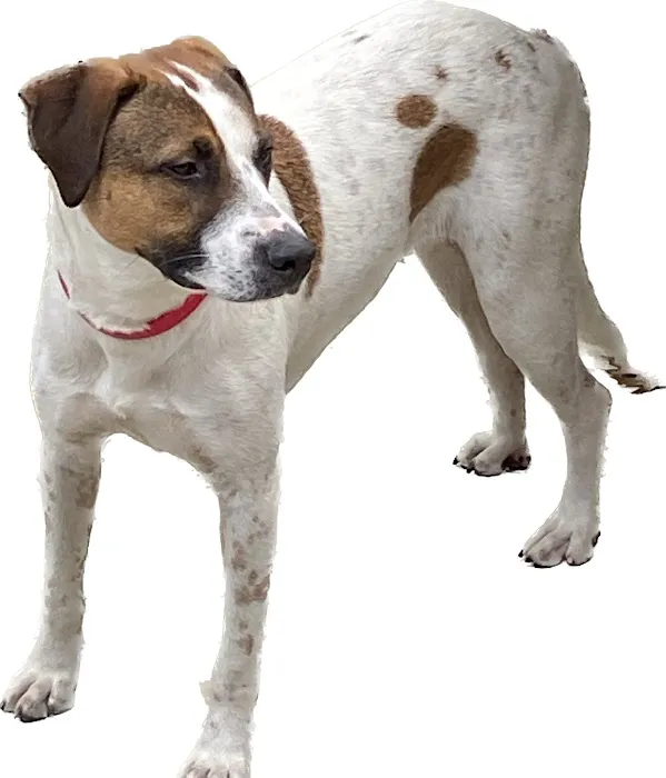 Alamo Heights Pet Clinic Picture 6
