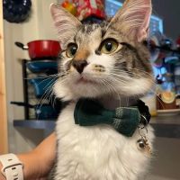 TERRELL HEIGHTS VETERINARY HOSPITAL ico
