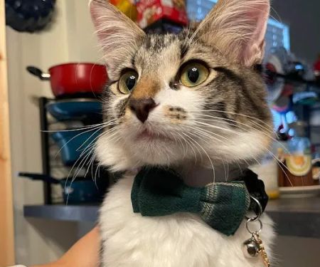 TERRELL HEIGHTS VETERINARY HOSPITAL