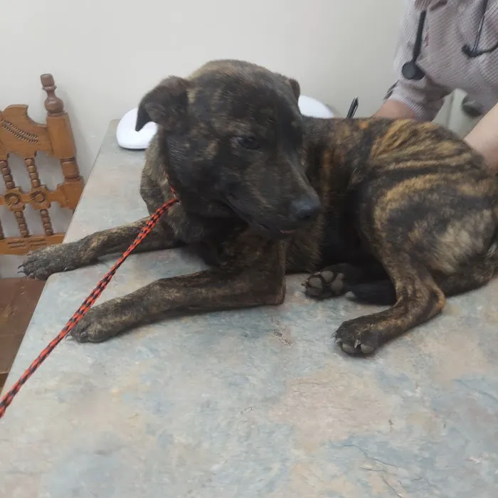 TERRELL HEIGHTS VETERINARY HOSPITAL Picture 7