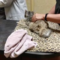 Alamo Hills Animal Hospital ico