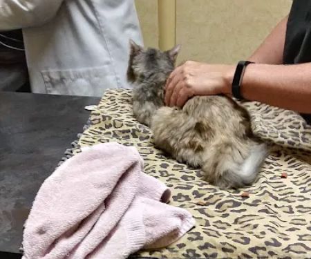 Alamo Hills Animal Hospital