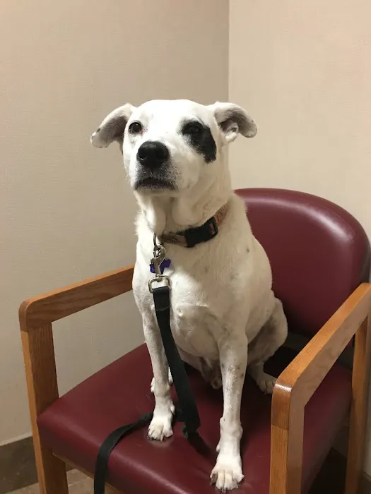 Lincoln Heights Animal Hospital Picture 1